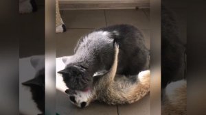 Приколы с животными  Сурикат и кошка