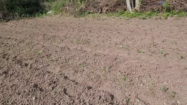 Клубника Александра! Высаживаем маточник окс! смотреть онлайн