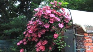 Клематис Ville de Lyon 29.06.2017г.