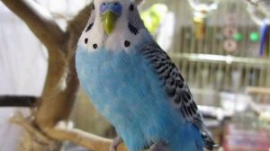 Что делать если попугай не ест и не пьет в первые дни