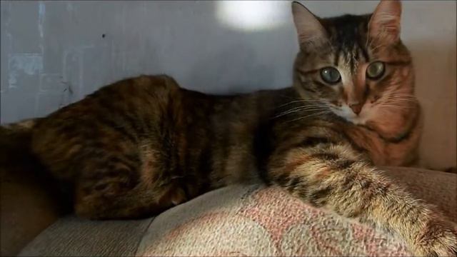 Группа помощи бездомным животным "ШАНС Кушва" смотреть онлайн