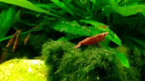 Креветки вишни. Мальки пецилии, данио.