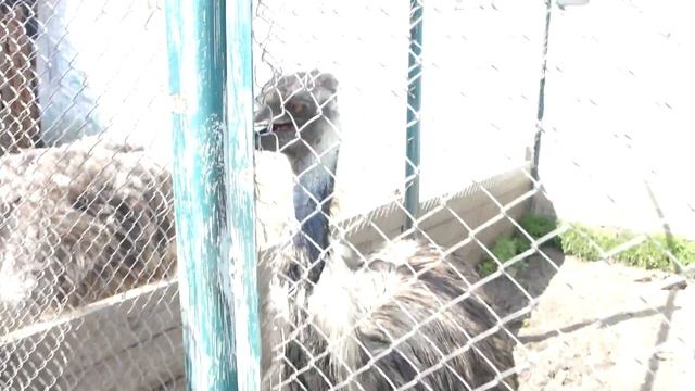 Страус Эму) смотреть онлайн