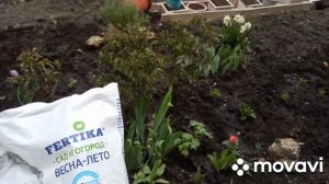 Посадка розмарина, опора для пионов, формирую будущий ручей из лобелии
