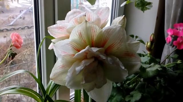 Гипеаструм Nymph,махровый.31 марта 2018. # домашние цветы# гиппеаструм смотреть онлайн