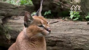 QUANDO O CARACAL ATACA O JAVALI