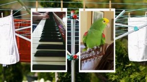 попугай Тико поёт под пианино 🎹 🎶🎙️🐦