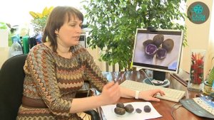 Картофель Чудесник