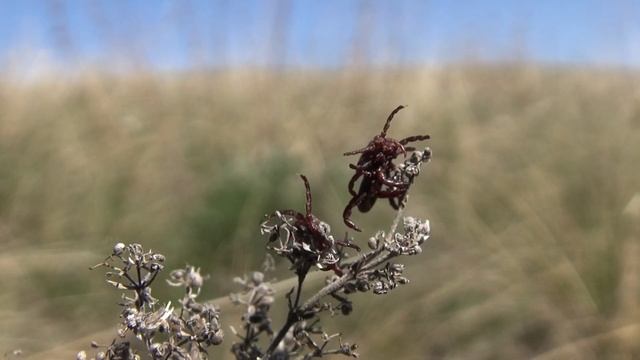 ЧИБИЛЕВ Архив Буртинская степь смотреть онлайн