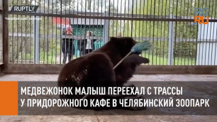 Медвежонок Малыш переехал с трассы у придорожного кафе в зоопарк
