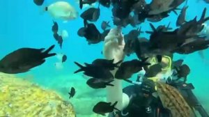 Дайвинг - погружение каньоне. Экскурсии Анапы