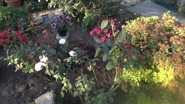 НОВЫЙ БЮДЖЕТНЫЙ ПОЛ/ЦВЕТНИКИ/КРАСИВЫЙ ПЕРЕСОРТ/ГЕОРГИН-ГИГАНТ смотреть онлайн