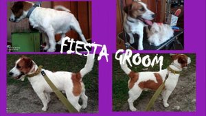 FIESTA GROOM