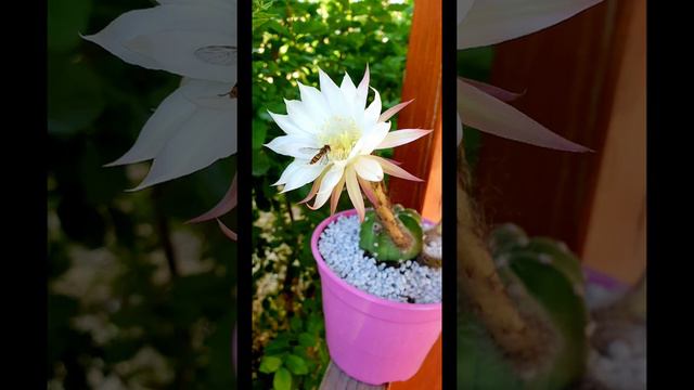 Echinopsis Subdenudata Cactus in Bloom