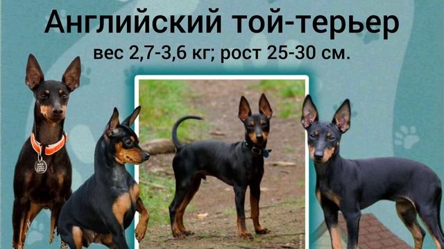 Самые маленькие породы собак.