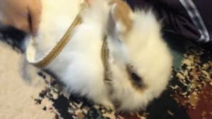 Як правильно одягати поводок на кролика