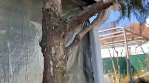 Мульчирую декоративной щепой, цветник! Обрезаю тую, гортензию.