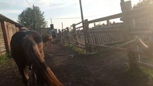 Жеребец опять проверяем кобыл на жеребость