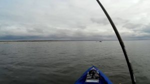 ЛОВЛЯ КУМЖИ в Финском заливе ? МERIFORELLI PÜÜK ? SEA TROUT fishing