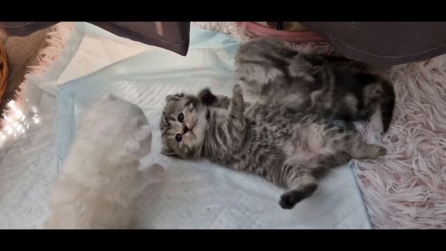 Наша жизнь в Германии. Котятам 1 месяц, обзор как они выросли. Британские котята. смотреть онлайн