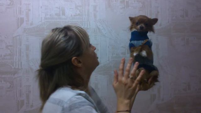 Чихуа - не спать!!! смотреть онлайн