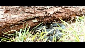 Колхидский уж  Natrix megalocephala