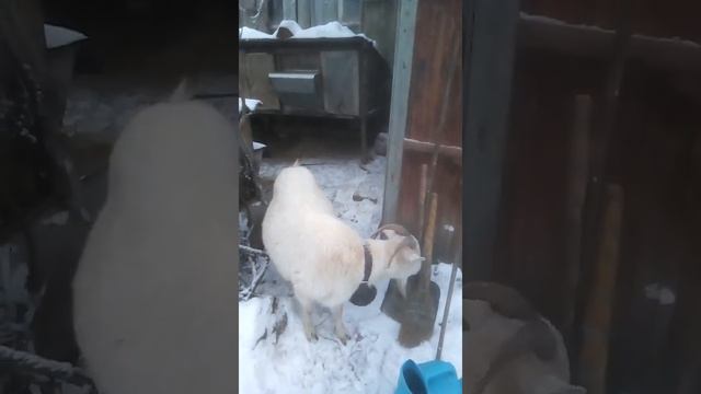 Перестроение и самая длинная ночь в году. смотреть онлайн