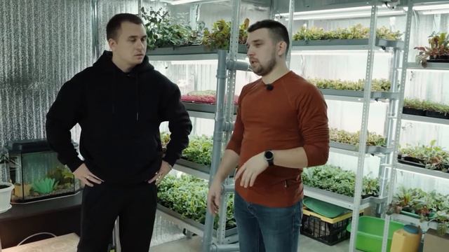 Как вырастить микрозелень. Лучшая технология. Микрозелень дома