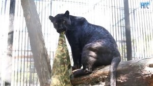 Показательное кормление ягуара в Новосибирском зоопарке