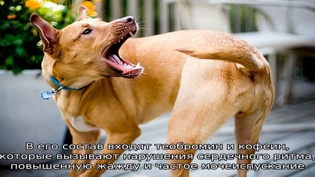 Почему собакам нельзя сладкое смотреть онлайн