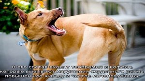 Почему собакам нельзя сладкое