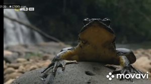 Самая БОЛЬШАЯ Лягушка в Мире! Nat Geo Wild. Лягушка Монстр. Отрывок.