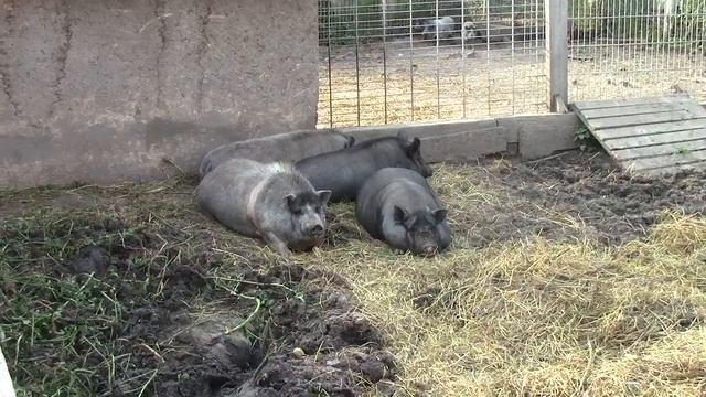 Поросята откормыши мраморные и черные //первая охота свинок в 3,5 месяца смотреть онлайн