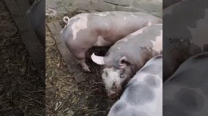 Все пьетрены на прогулке//Султан со своими девками #поросята #пьетрен #свиньи