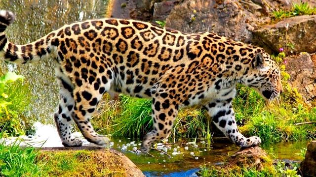 Ягуар - интересные факты