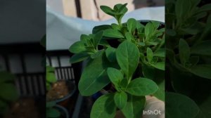 Неукорененный черенок ПЕТУНИИ спустя 2 месяца