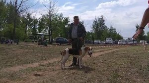 Волгоградская выставка собак охотничьих пород военного общества охотников.2019г.Ринг выжлецов рпг м