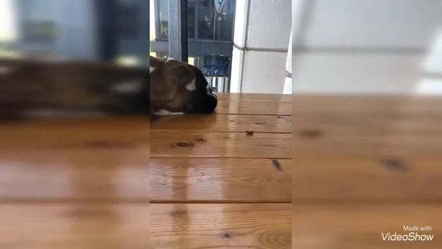 Щенок немецкого боксёра 5 месяцев. смотреть онлайн