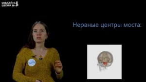 Строение головного мозга. Видеоурок 29. Биология 8 класс