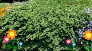 Можжевельник лежачий Нана. Краткий обзор, описание характеристик juniperus procumbens Nana