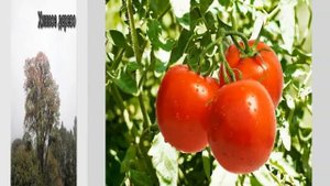 Путешествие по Южной Америке