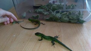 Кормление прытких ящериц. Миринда не хочет сниматься в видео??!