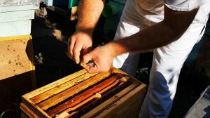 Почему гибнут матки. Стоит ли в августе их выводить?