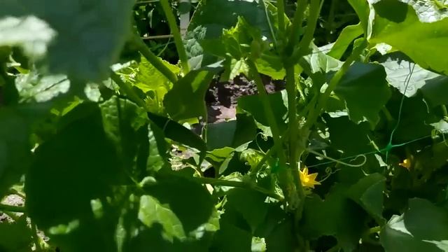 Срочно дайте это Летом Томатам, Огурцам, Перцу и Они Сразу Обильно Заплодоносят! Повысят урожай смотреть онлайн