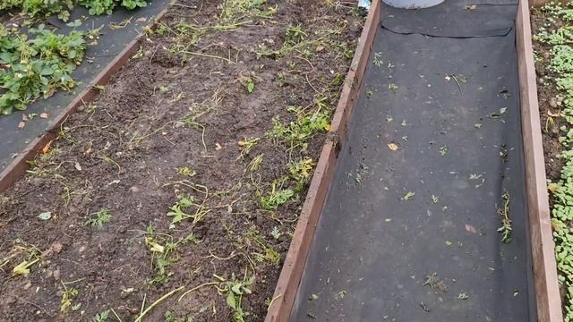 НЕ ВЫКИДЫВАЙТЕ БОТВУ от МОРКОВИ! Показываю как сделать БЕСПЛАТНОЕ СУПЕР удобрение! ЛУЧШЕ ЧЕМ НАВОЗ! смотреть онлайн