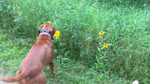 Walking with Vizsla