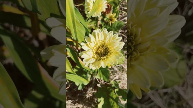 The Creamy White Gerbera Daisy! Did You See The Little Creature Crawling On The Petal?  #cottage