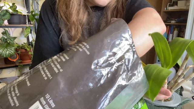 Propagating Philodendron Golden Dragon, Maidenhair Fern Revival, plus LECA Reservoir/ Shower Method смотреть онлайн