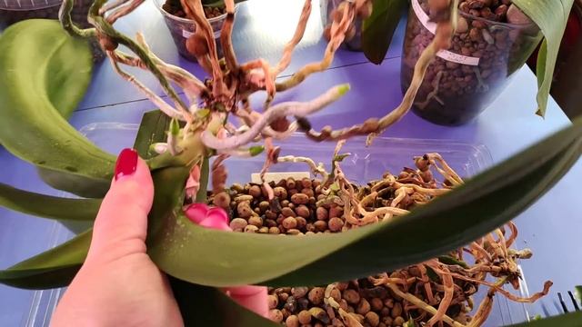 22.03.22.ОРХИДЕЯ Моzart пересадка. смотреть онлайн