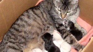 Кошка родила, но через неделю хозяин заметил что котят стало на одного больше, невероятная история